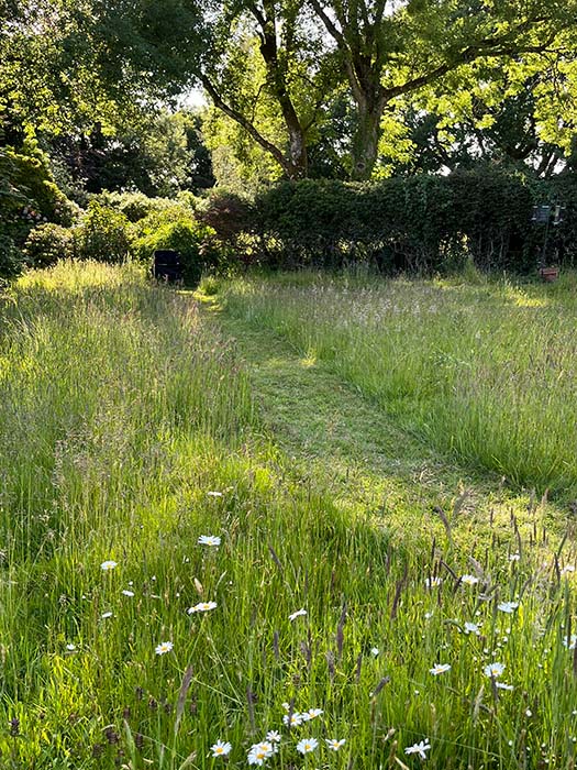 wild flower meadow garden at rose cottage penselwood england