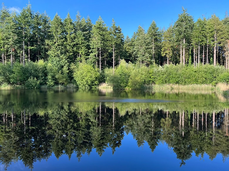 pine trees reflected in lake with bright blue sky